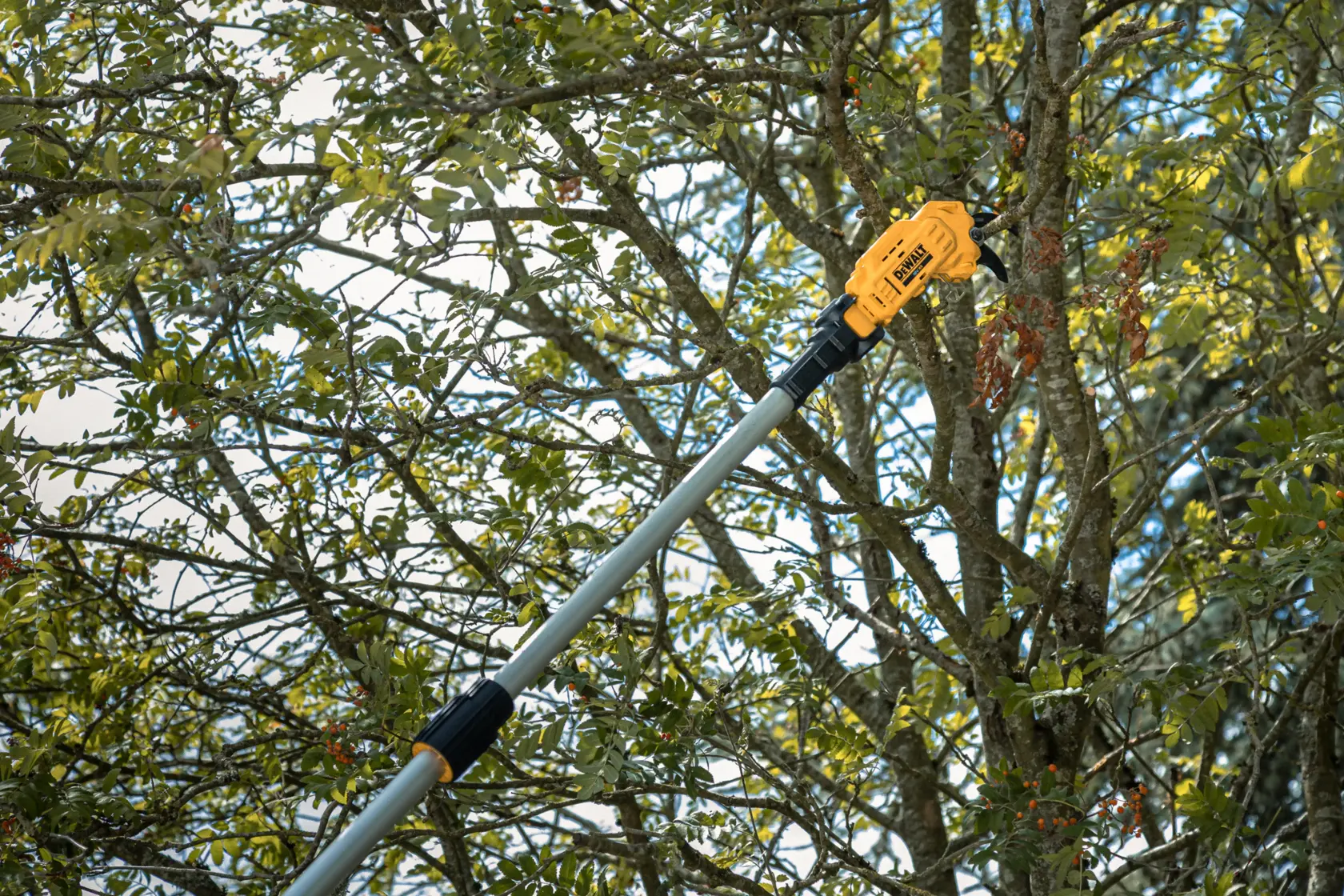 Seghetto DEWALT su asta taglia rami d’albero all’aperto.